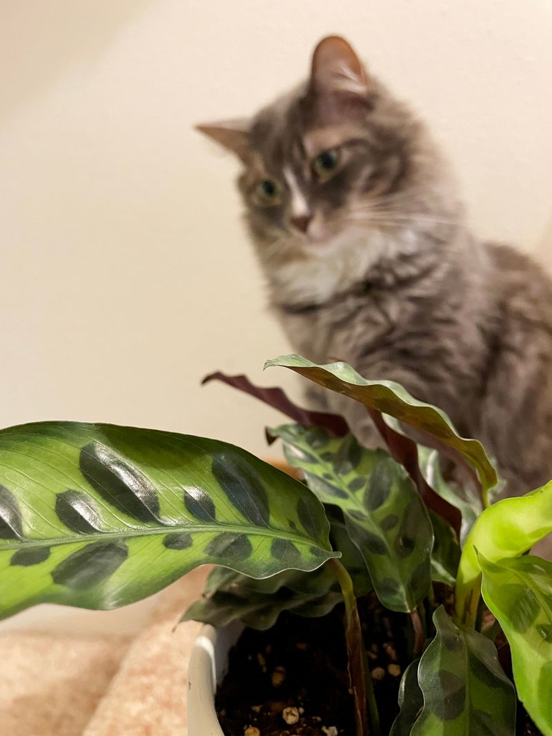 Rattlesnake Plant