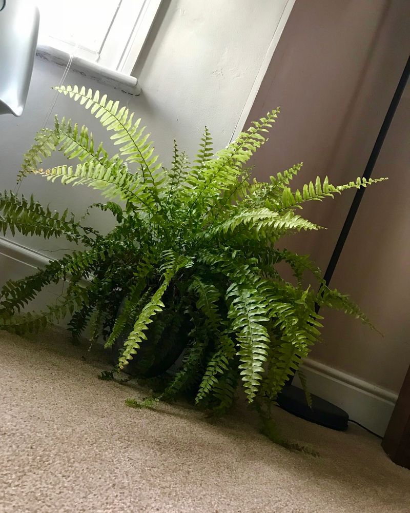 Reading Nook: Boston Fern & Peace Lily