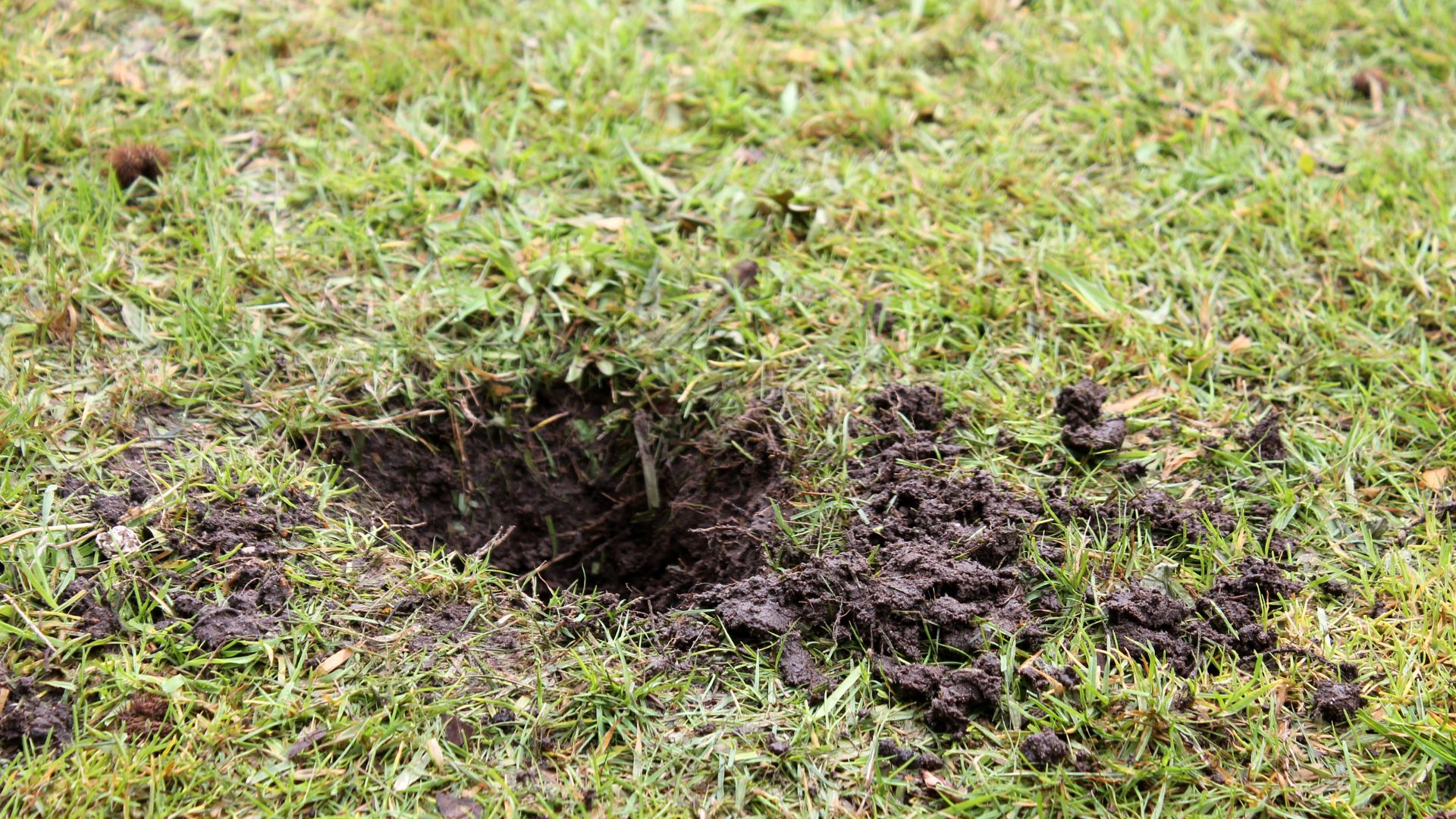 hole in the yard