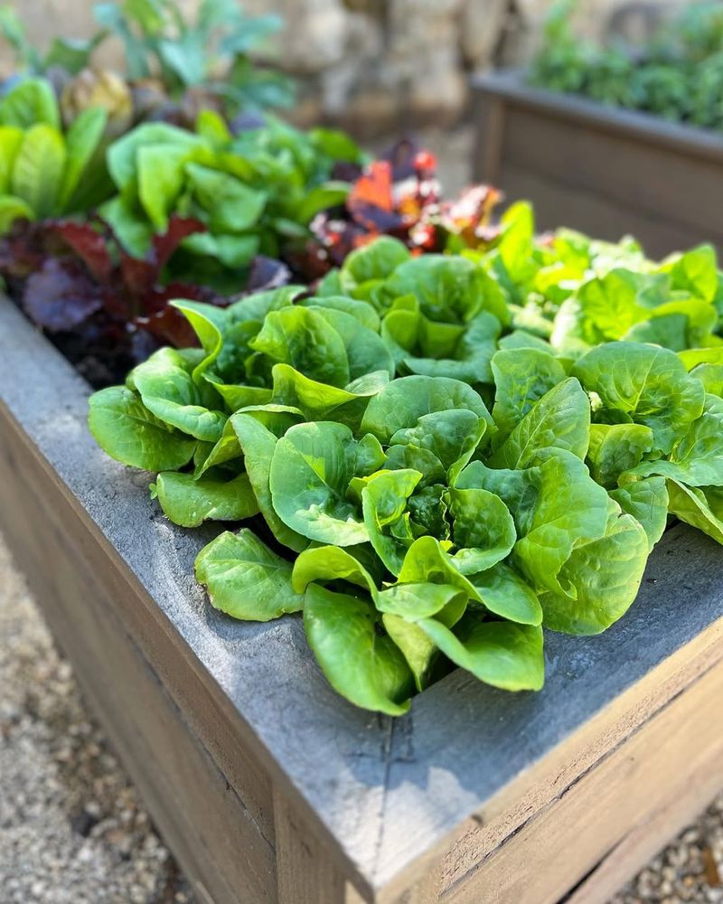 Rectangular Veggie Box