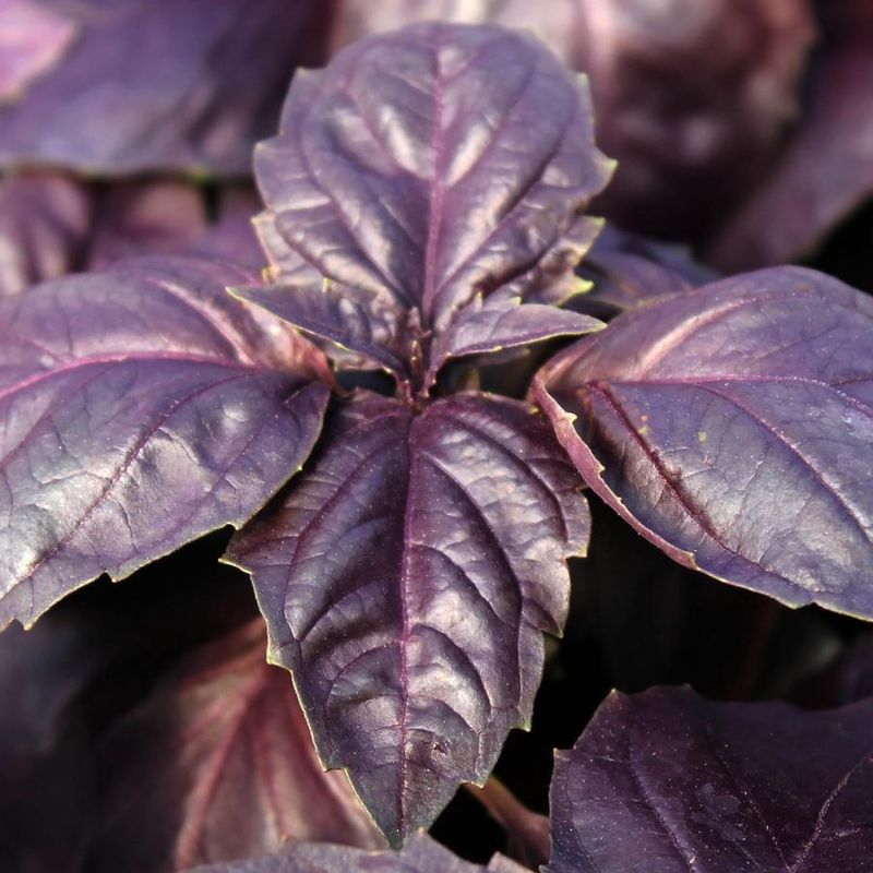 Red Basil