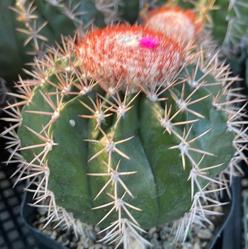 Red Cap Cactus