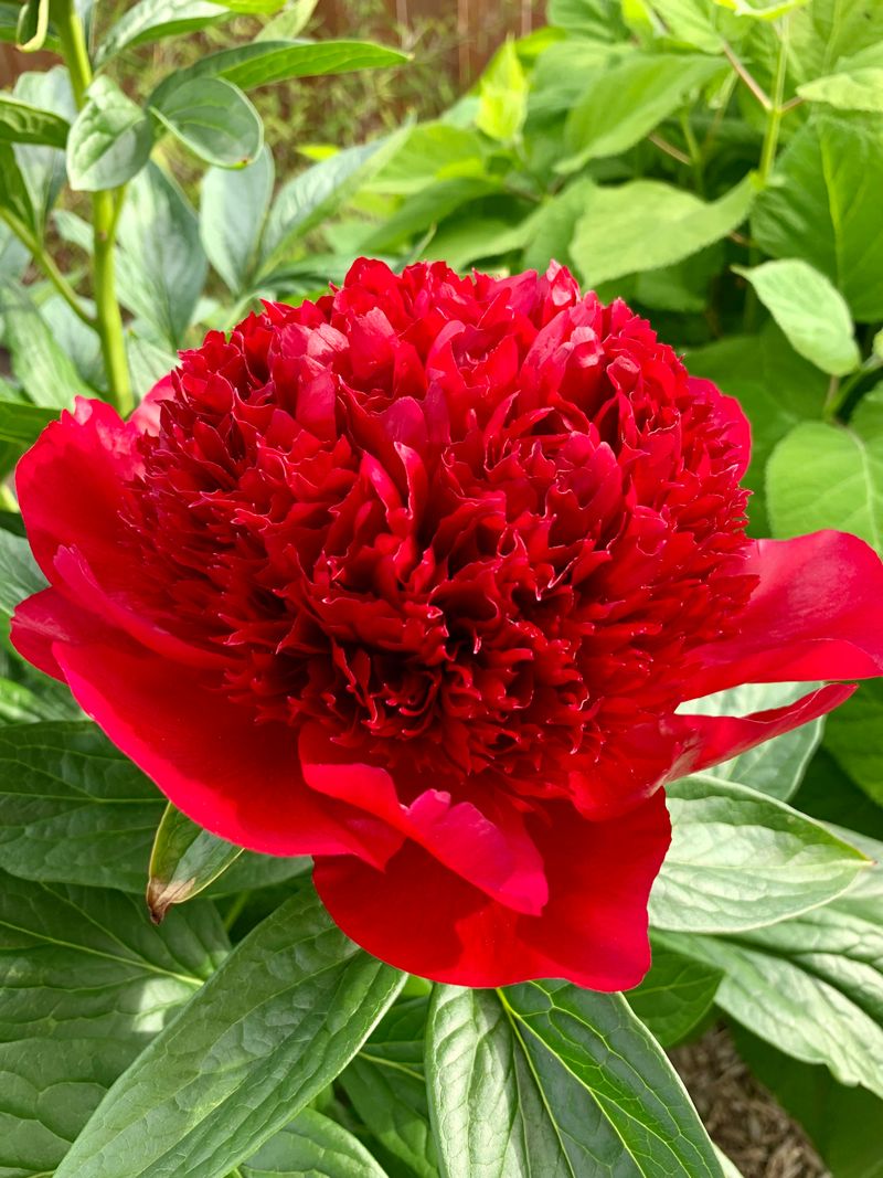 Red Charm Peony