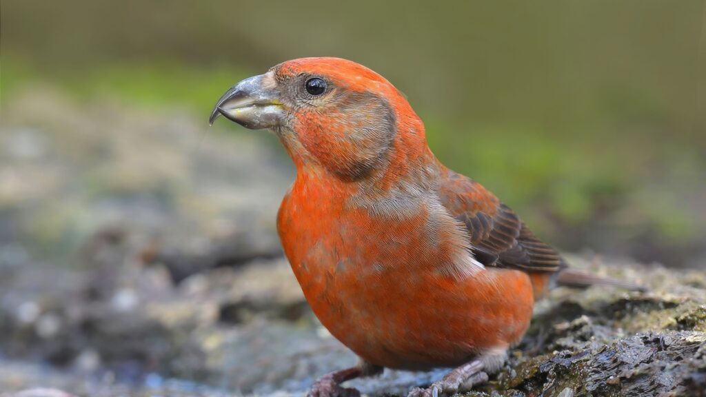 Red Crossbill