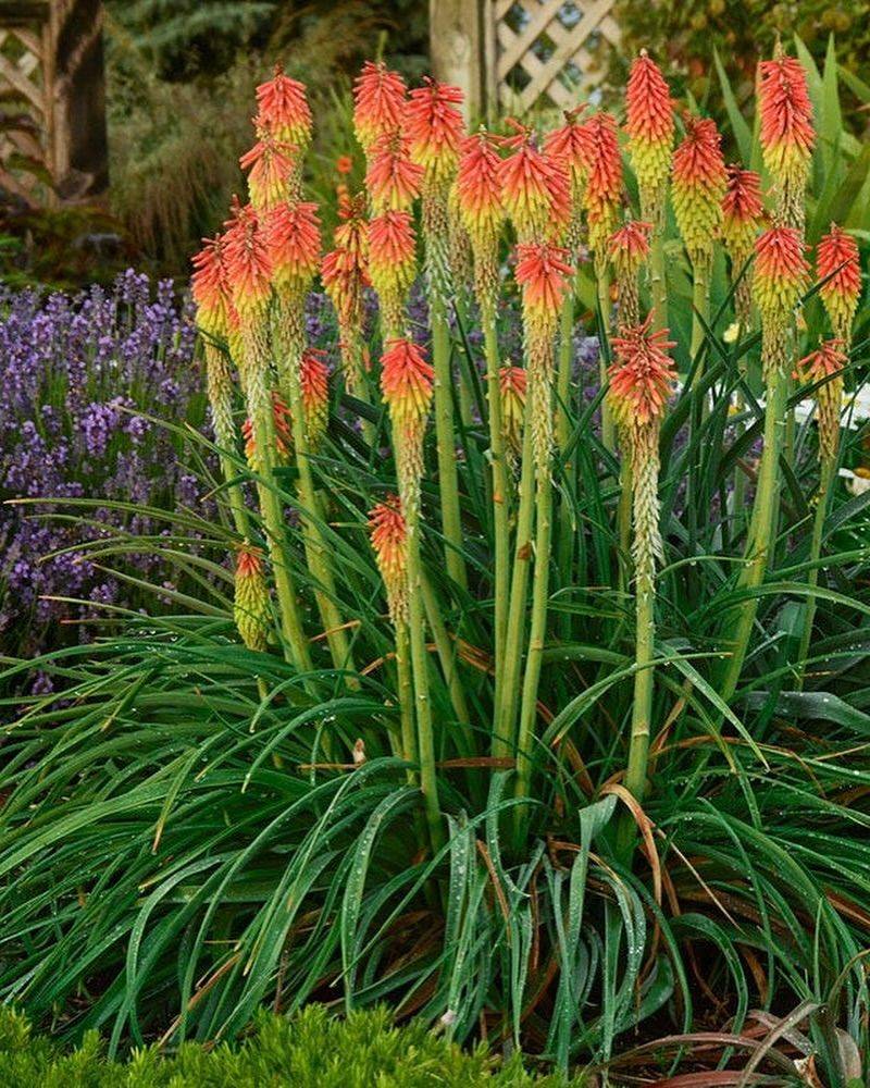 Red Hot Poker