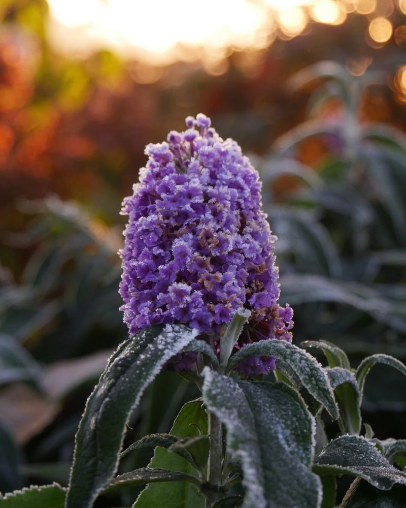 Butterfly Bush