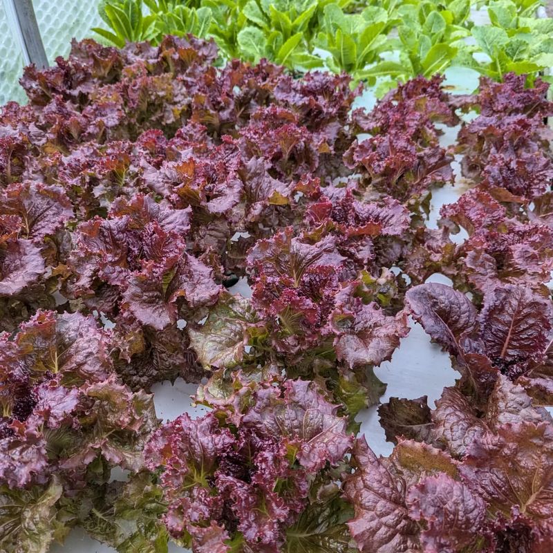 Red Leaf Lettuce