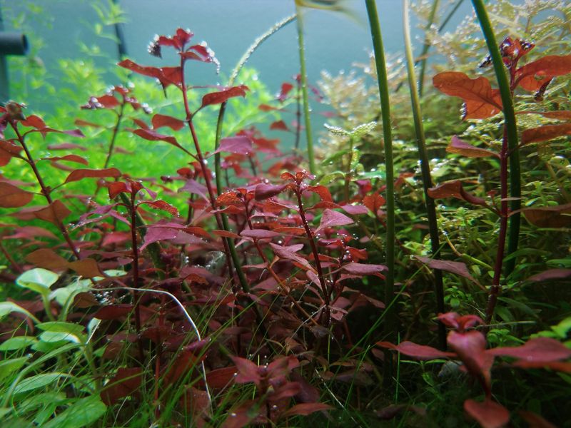 Red Ludwigia