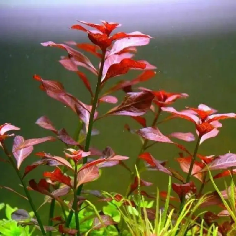 Red Ludwigia