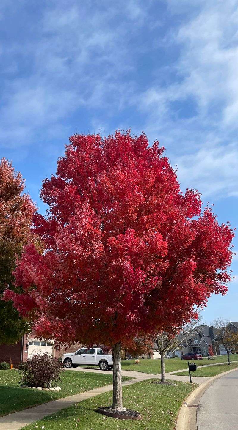 Red Maple