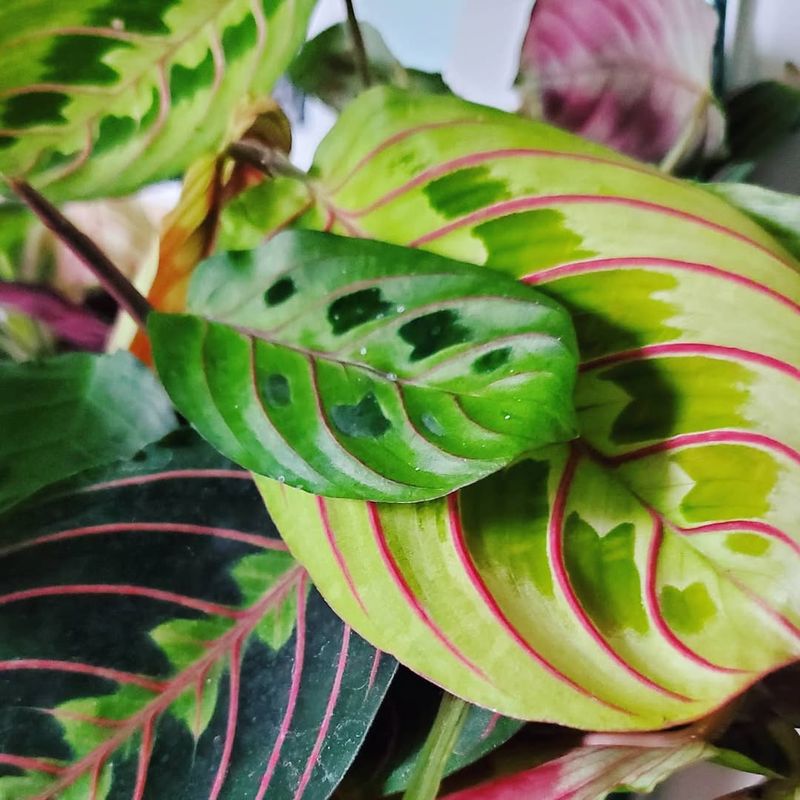 Red Maranta