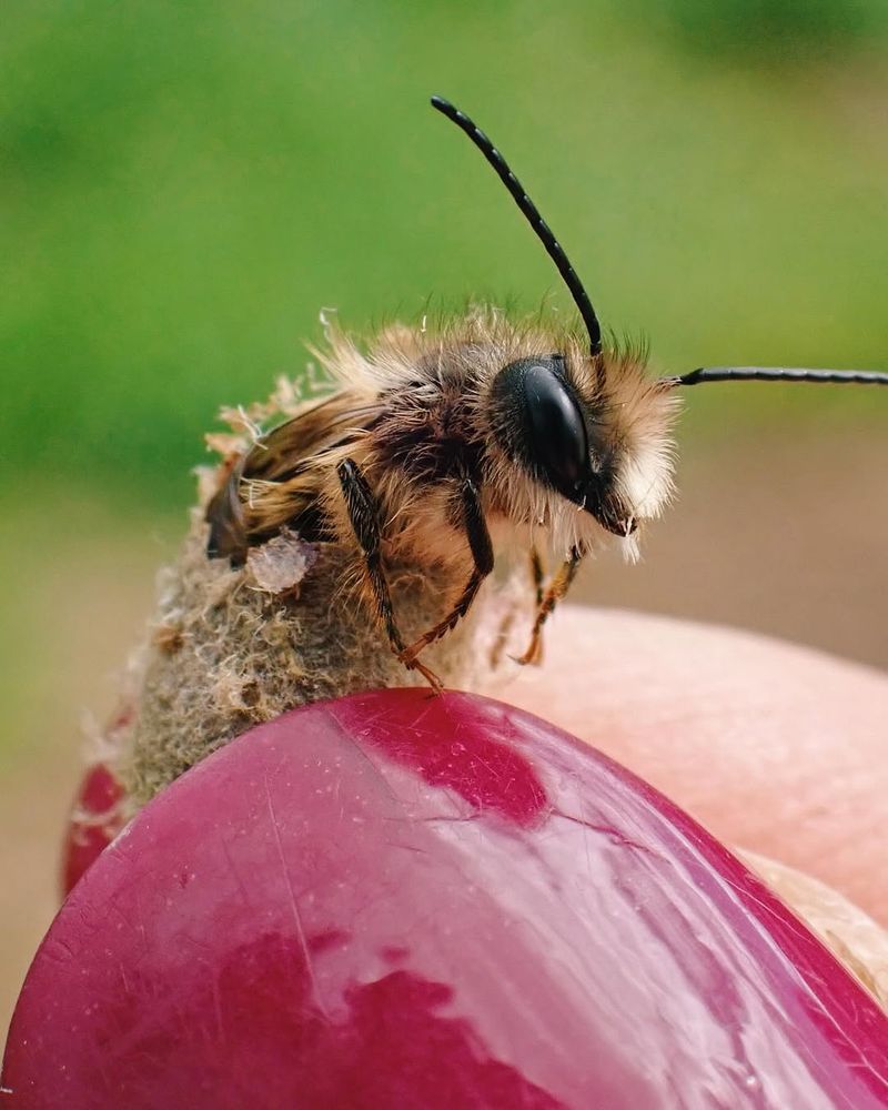 Red Mason Bees