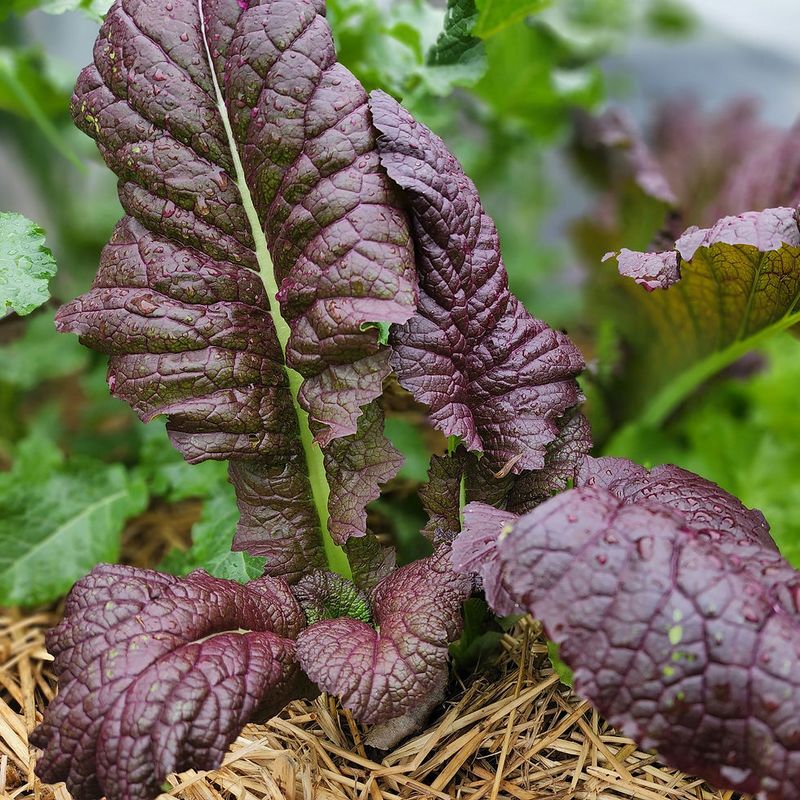 Red Mustard Greens