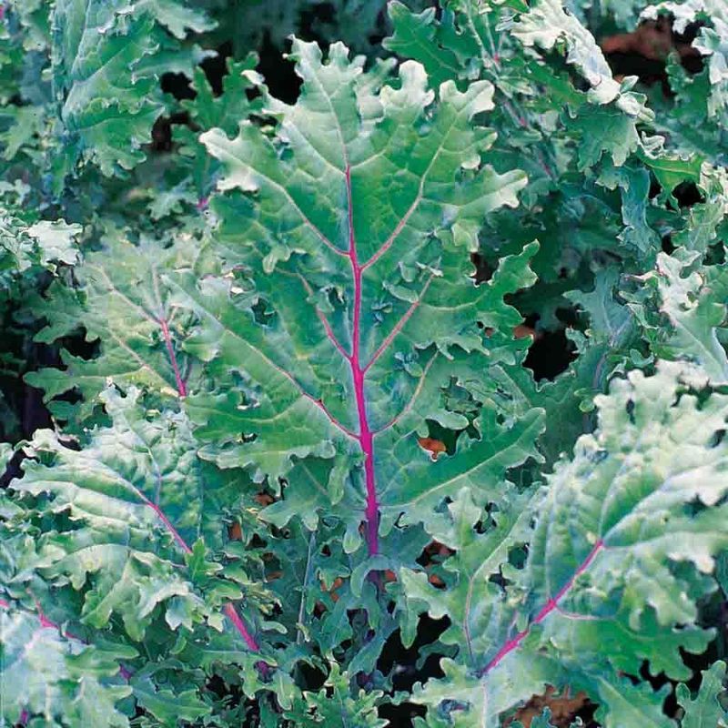 Red Russian Kale