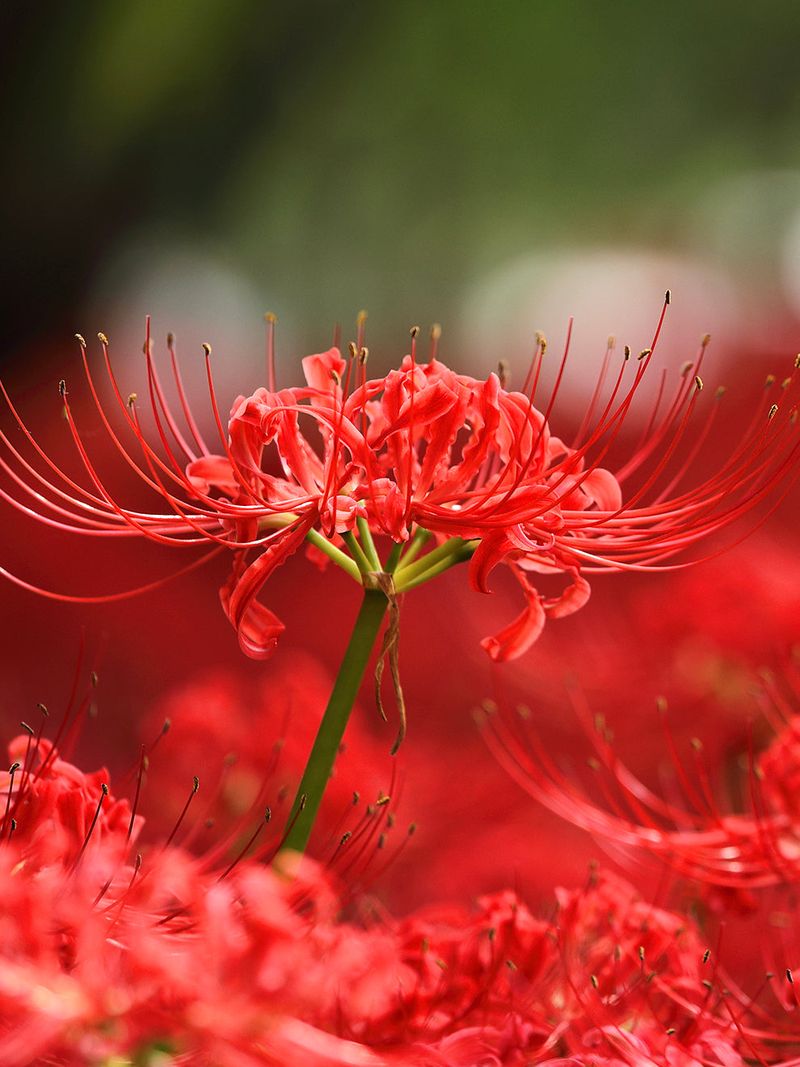 Red Spider Lily