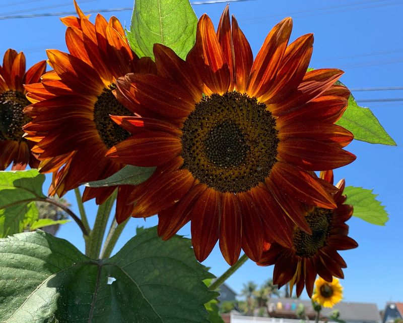 Red Sunflower