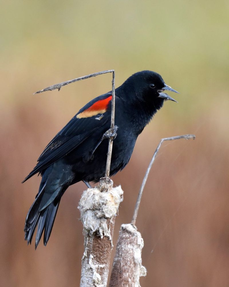 Red-winged Blackbird