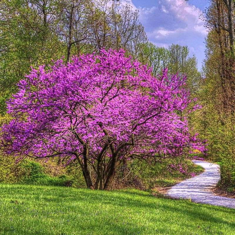 Redbud