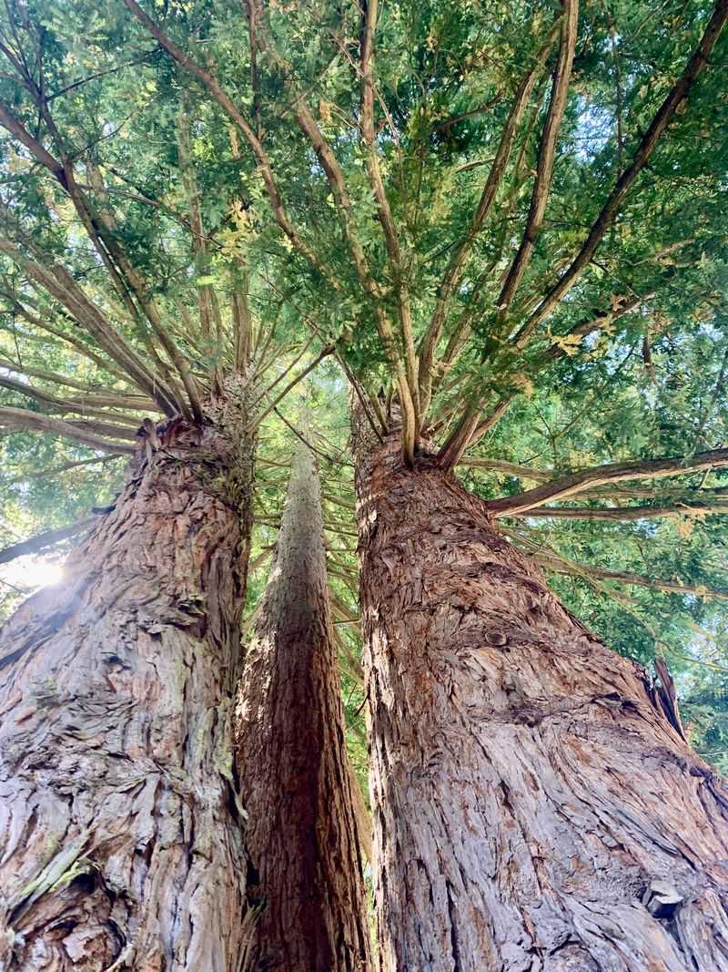 Redwood Tree