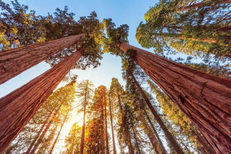 Redwood Tree