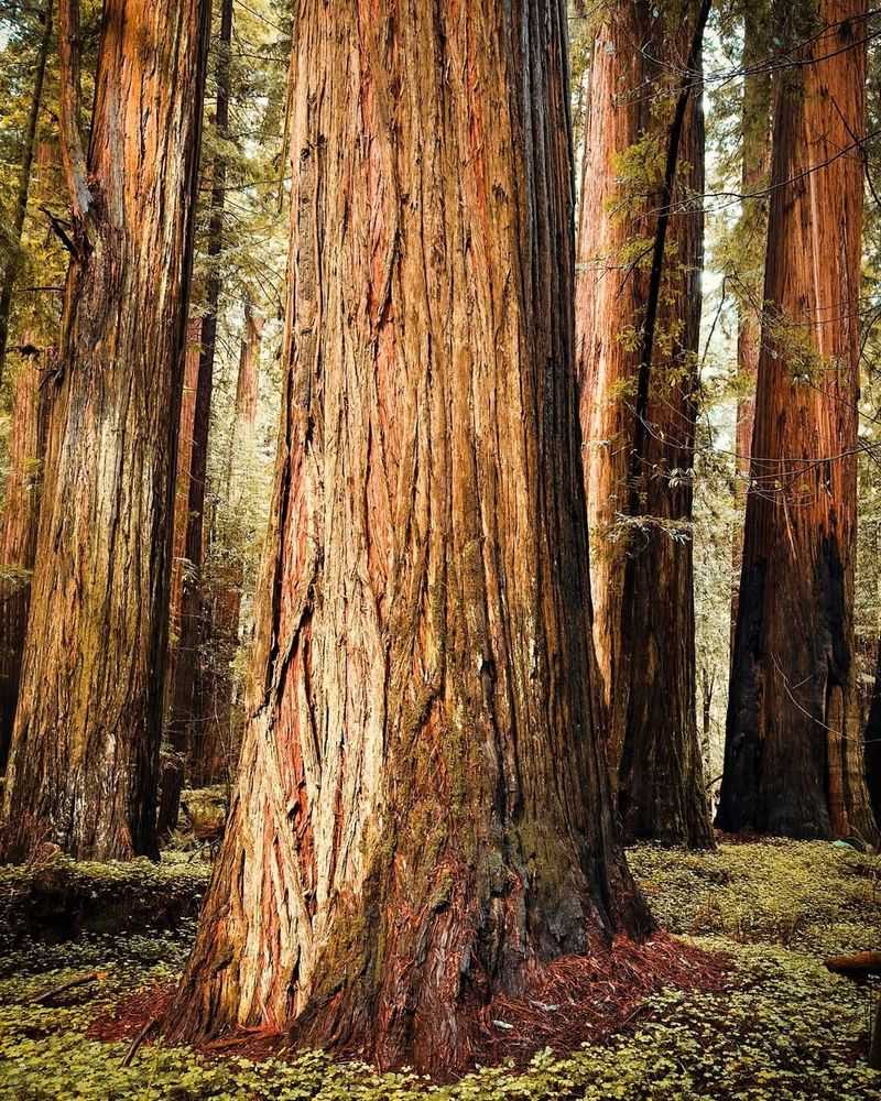 Redwood Trees