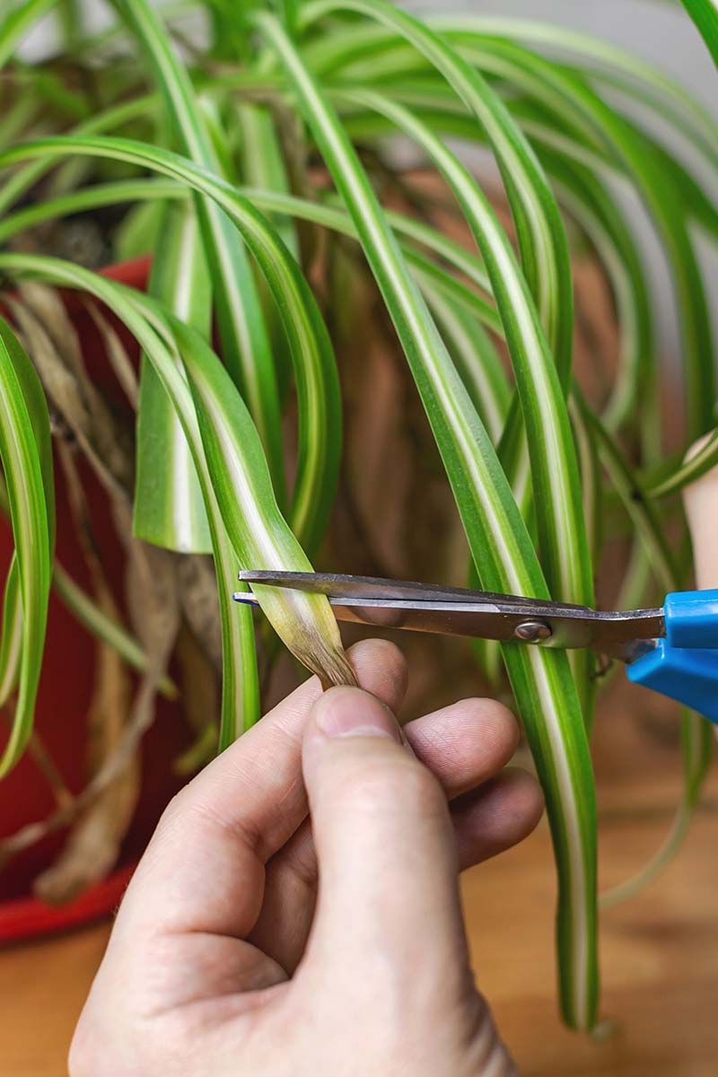 Regular Pruning