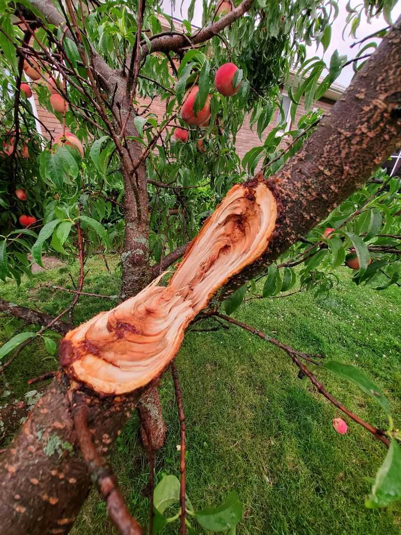 Regularly Inspect Tree Trunks for Damage