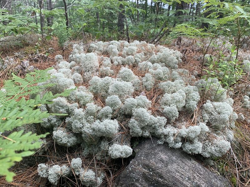 Reindeer Lichen