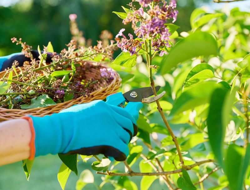 Renewal Pruning