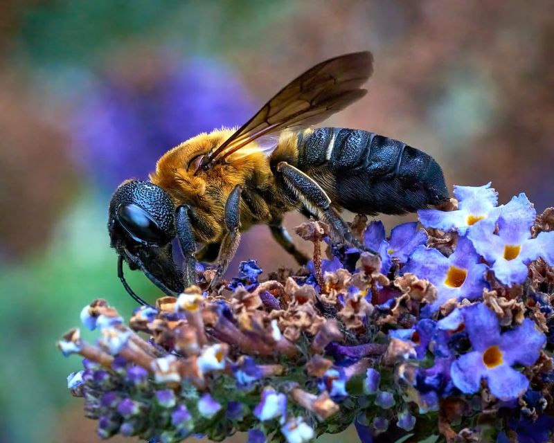 Resin Bees