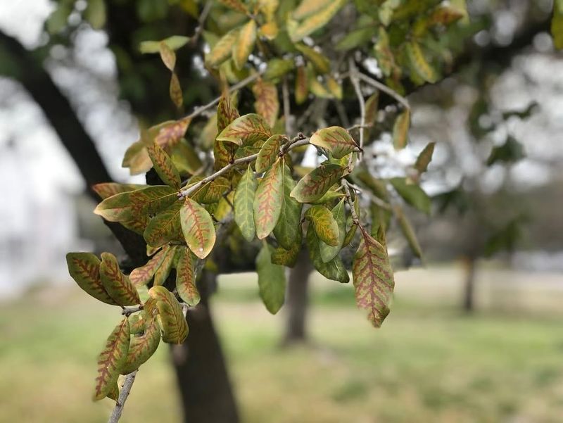 Restore Stressed Trees