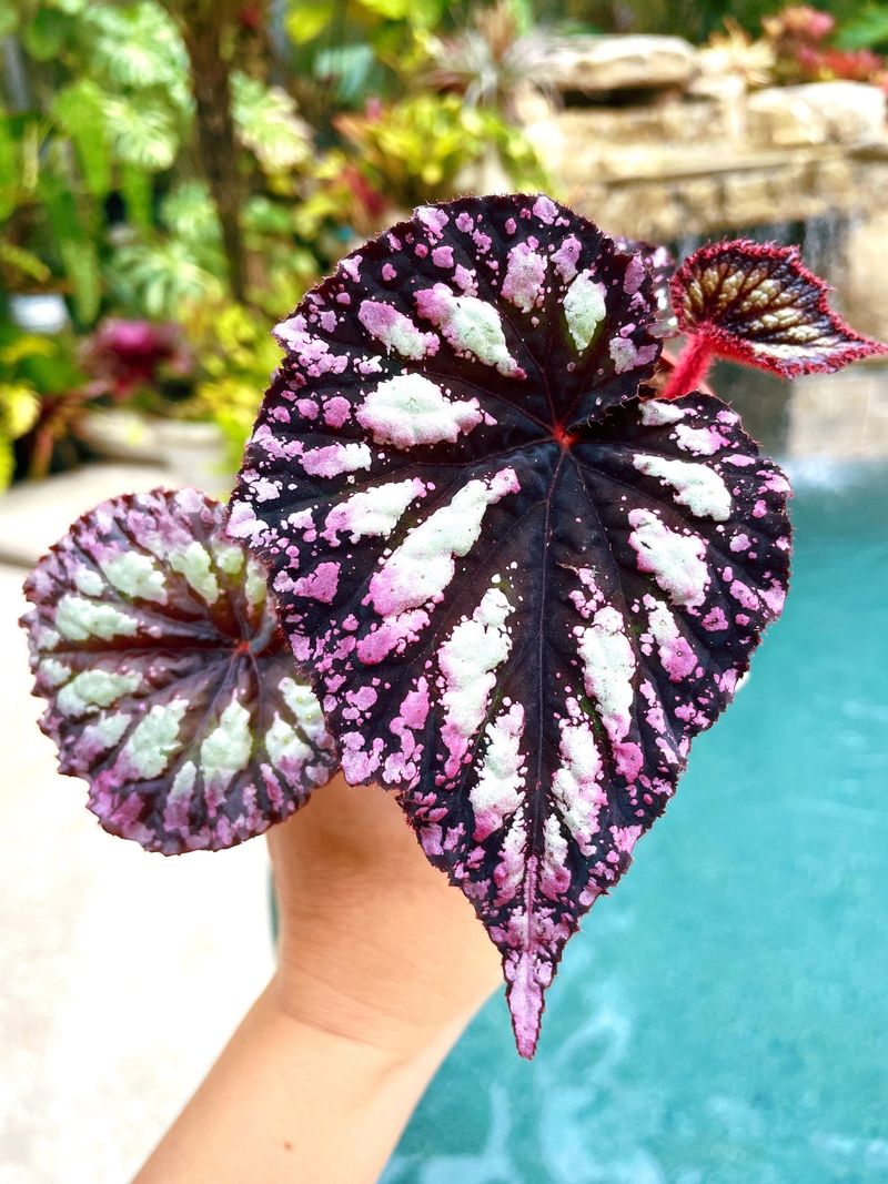 Rex Begonia