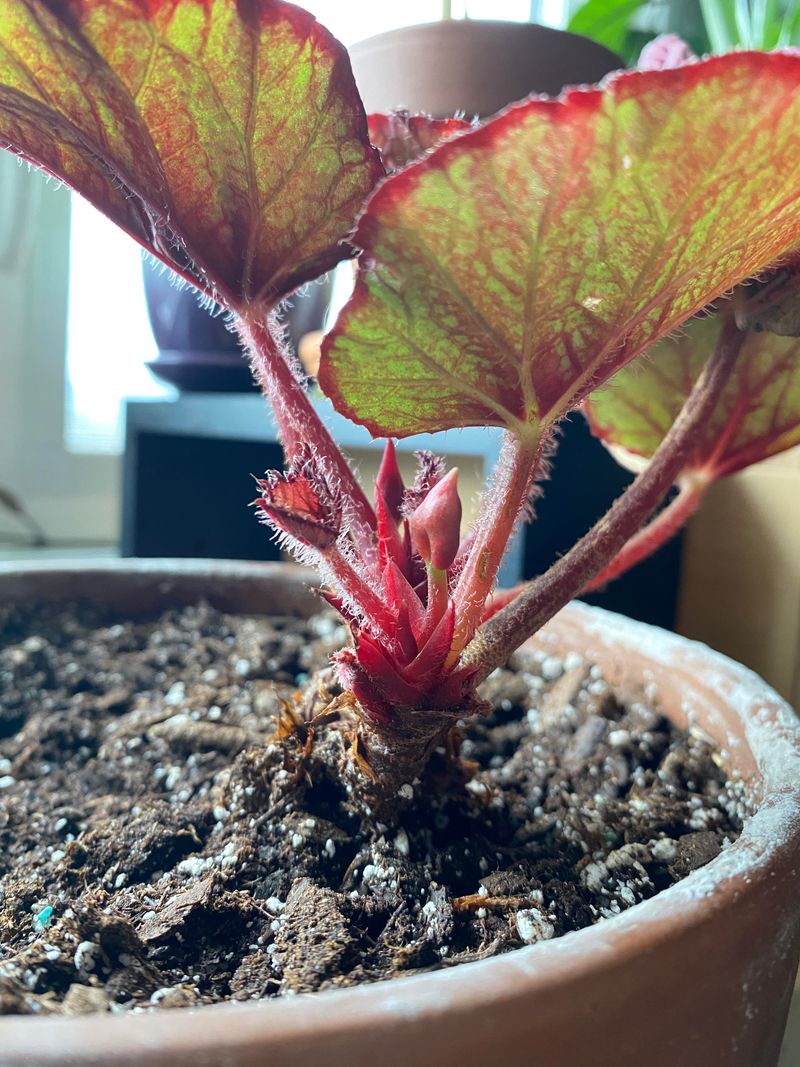 Rex Begonia