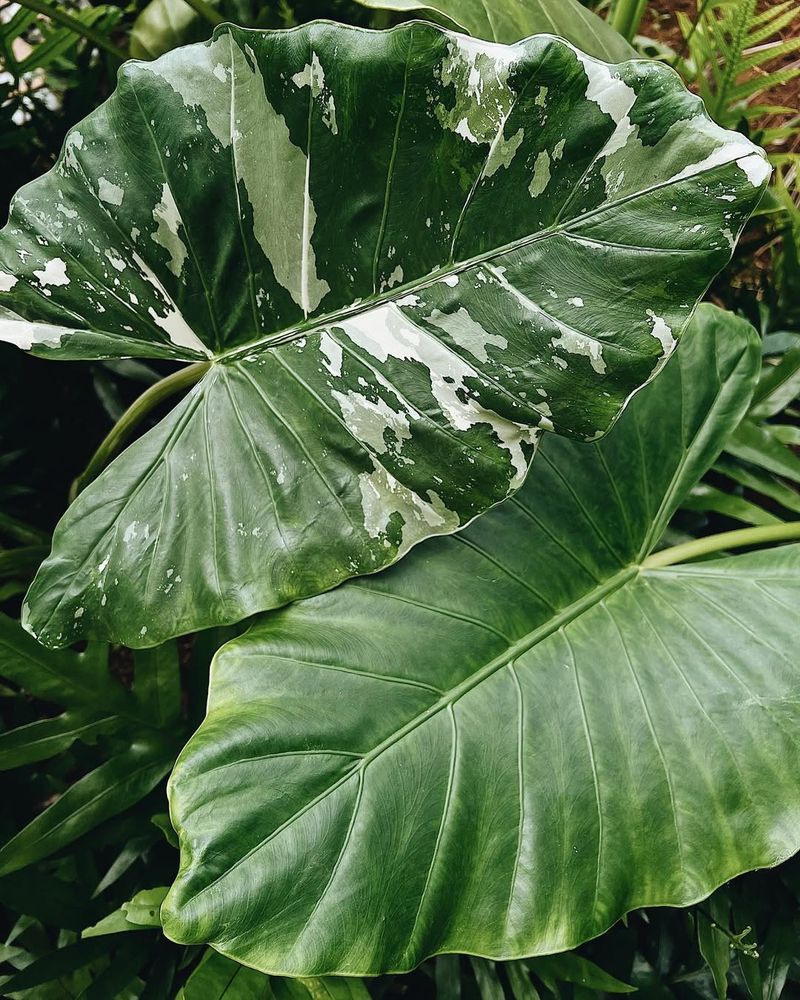 Elephant Ear