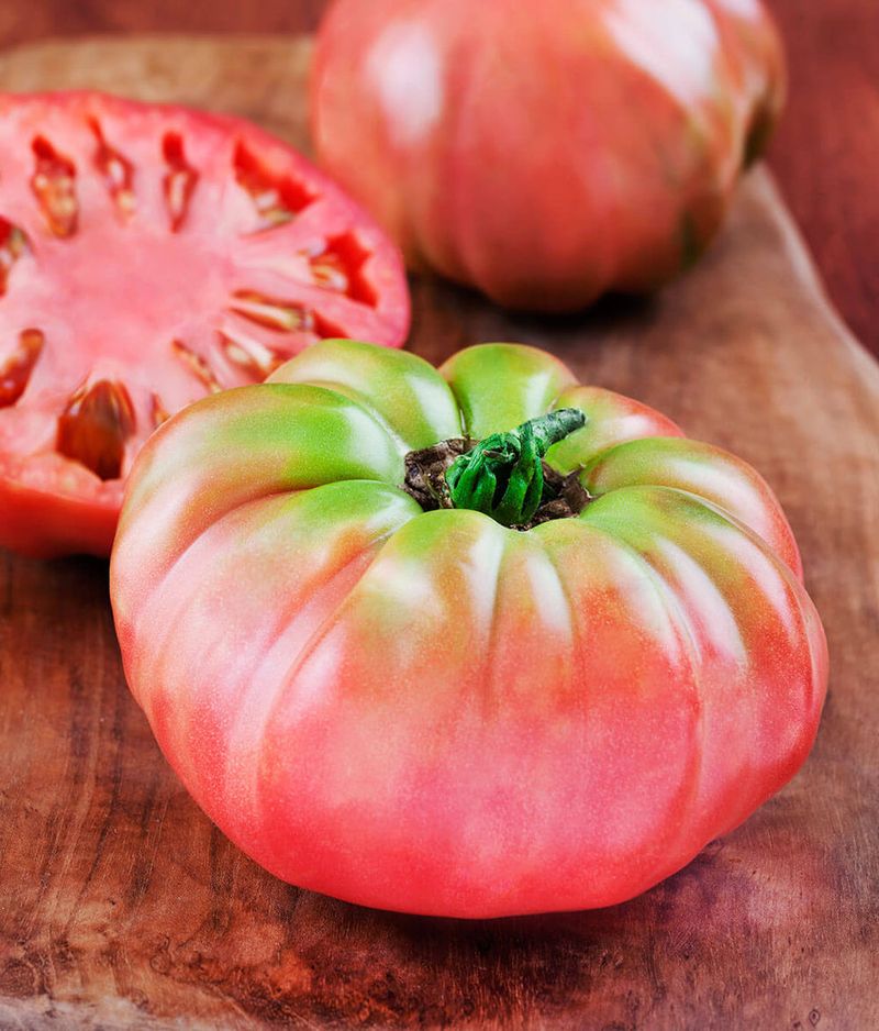 Rhode Island's Large Tomato