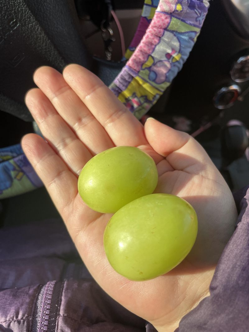 Rhode Island - Large Grape