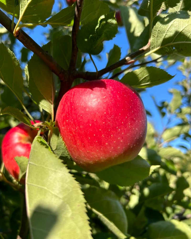 Rhode Island: Rhode Island Greening Apple