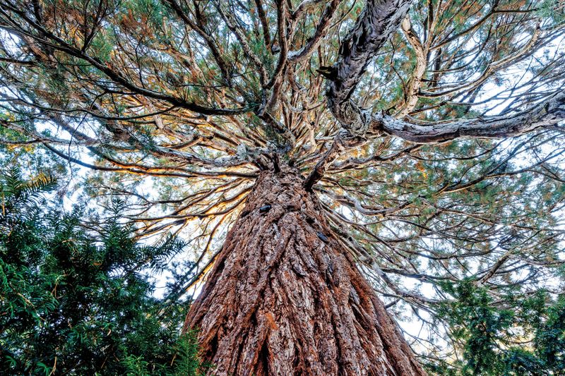 Rhode Island's Forest Giant