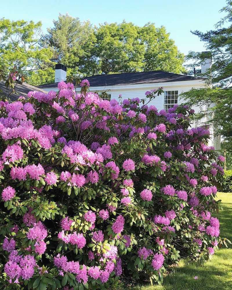 Rhododendron