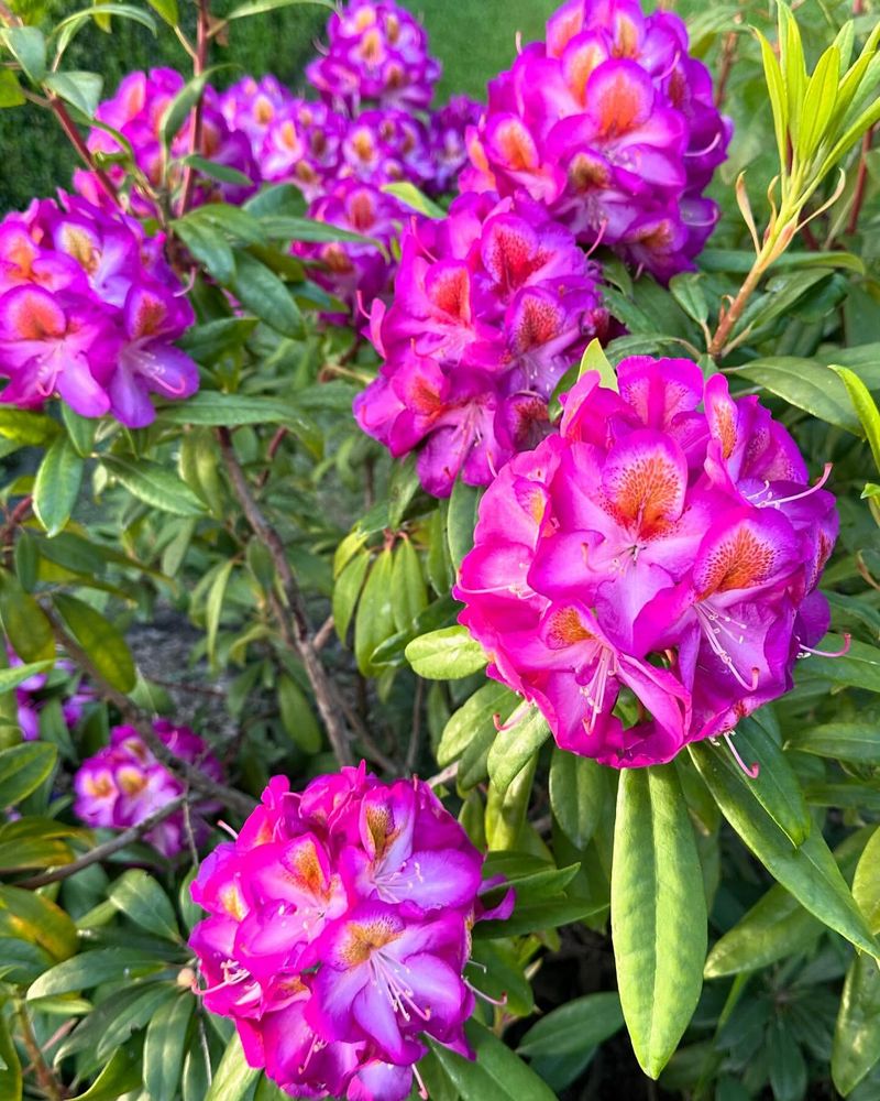 Rhododendron