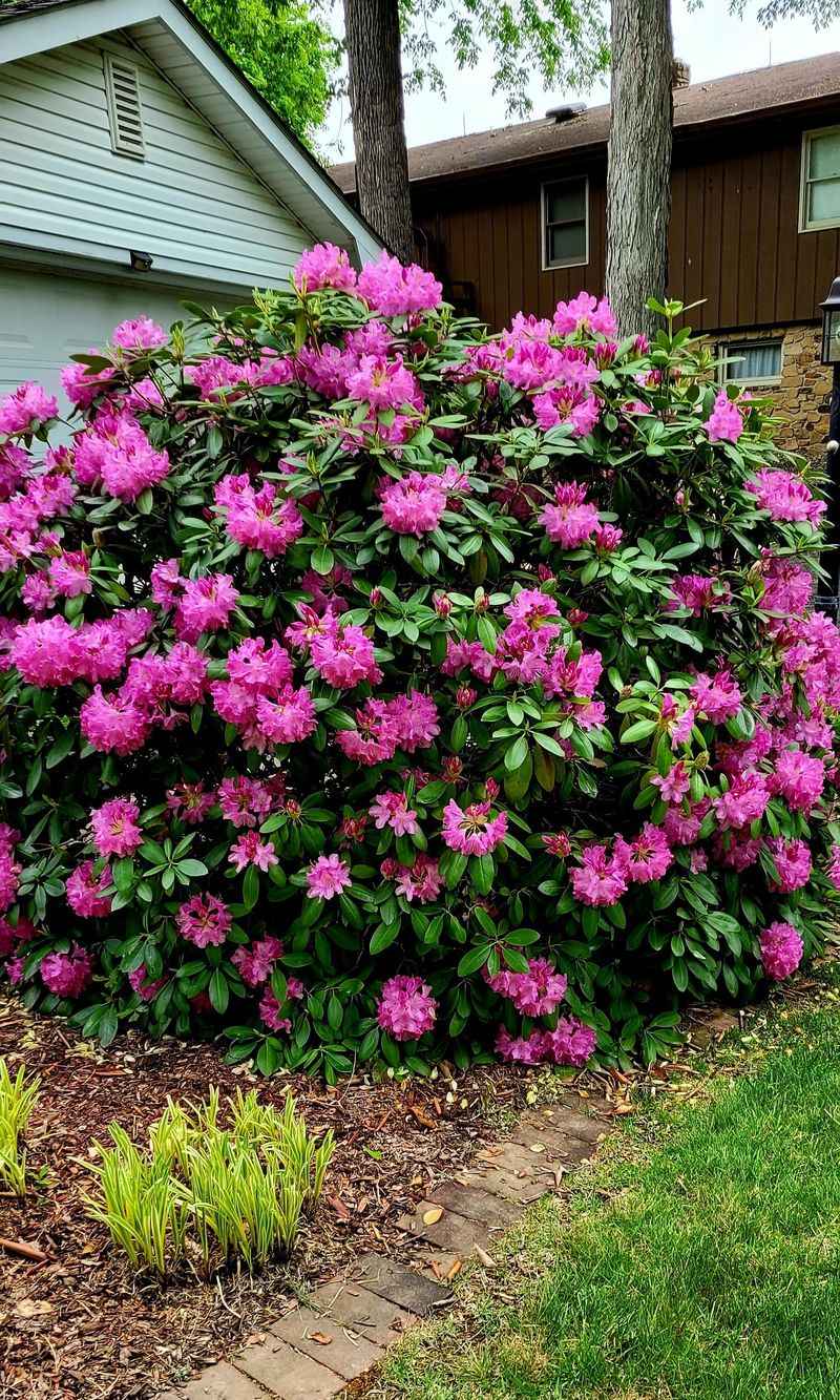 Rhododendron