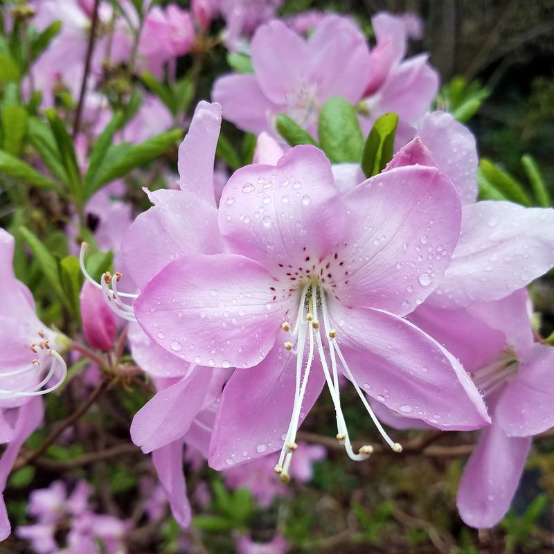 Rhododendron