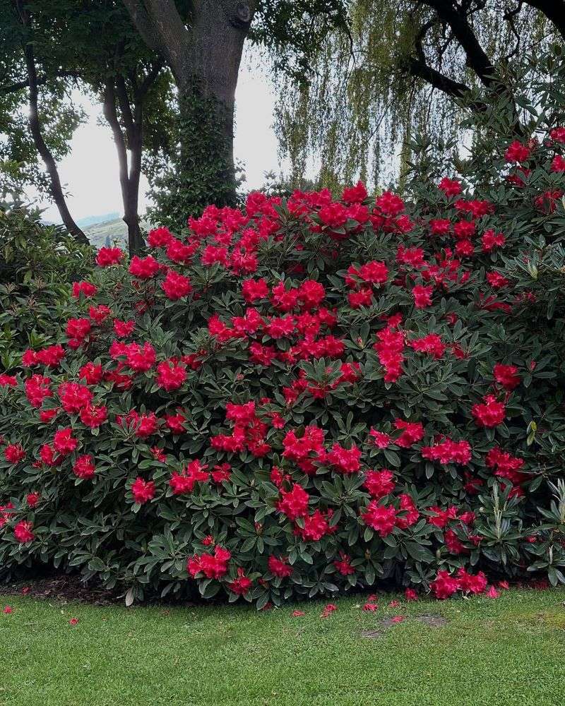 Rhododendron