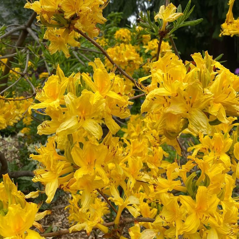 Rhododendron luteum