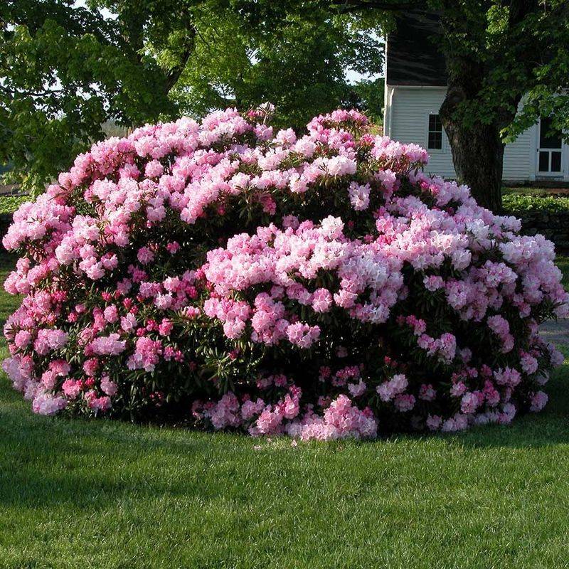 Rhododendron