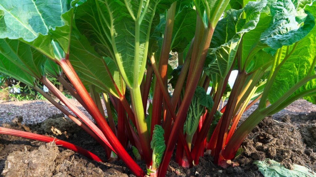 Rhubarb growing in garden