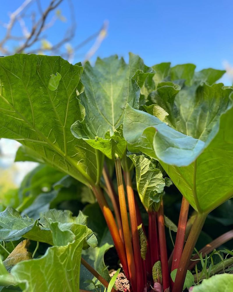 Rhubarb Leaves