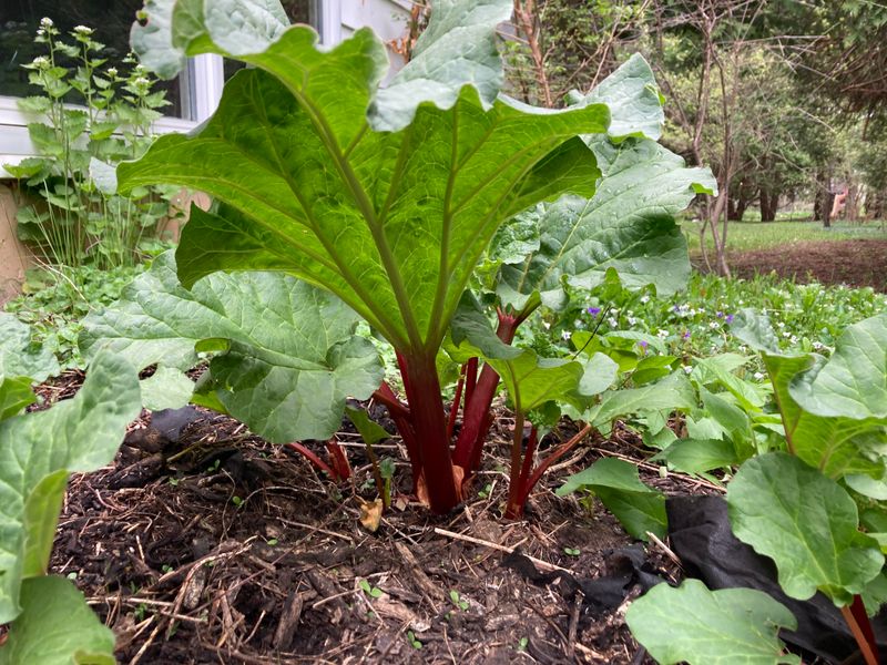 Rhubarb