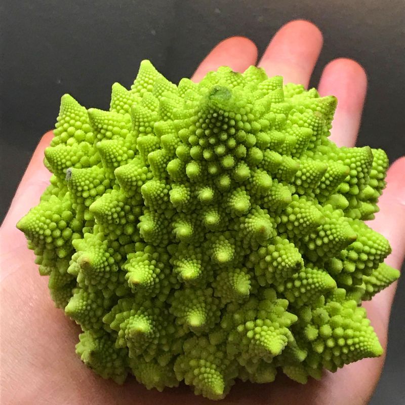 Romanesco Broccoli