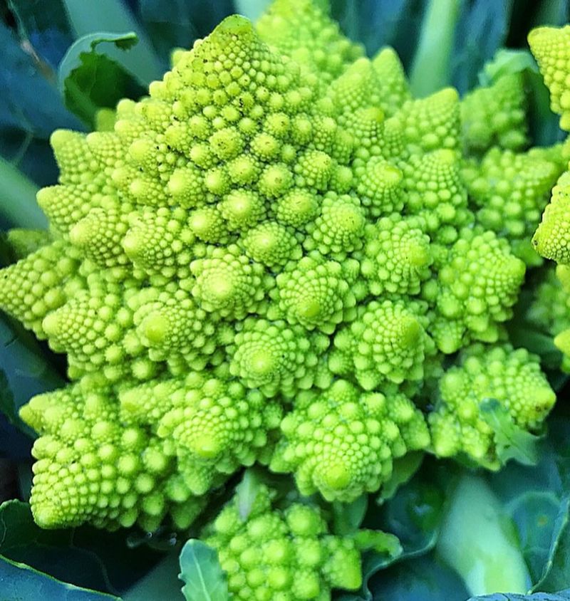 Romanesco